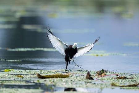 Pheasant-tailed jacana (Hydrophasianus chirurgus)  in wetland