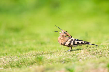 closeup of eurasian hoopoe eating insect on green grassの写真素材