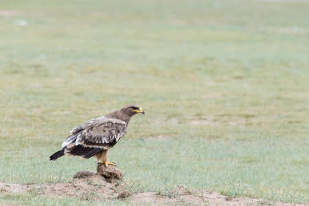steppe eagle closeup on wilderness,  aquila nipalensis