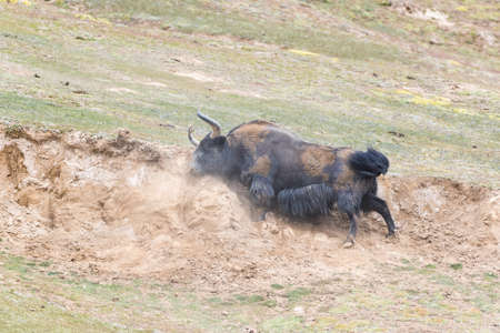 wild yak,bos mutus in mud bath at haixi mongolian and tibetan autonomous prefecture, qinghai province, Chinaの写真素材