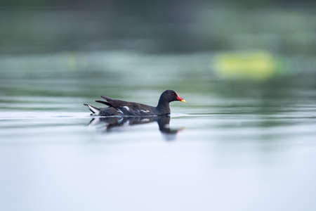 common moorhen on lake, gallinula chloropusの写真素材