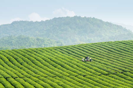 tea plantation on highland ,mechanical tea picking scene in springの写真素材
