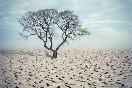 drought land and big tree, the tree still has a chance of lifeの写真素材