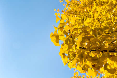 ginkgo leaves in autumn against a blue skyの写真素材