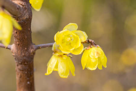 yellow wintersweet flowers close-up, chimonanthus praecoxの写真素材