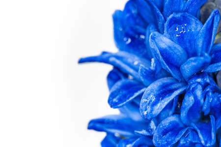 blue hyacinth flower closeup on white backgroundの写真素材