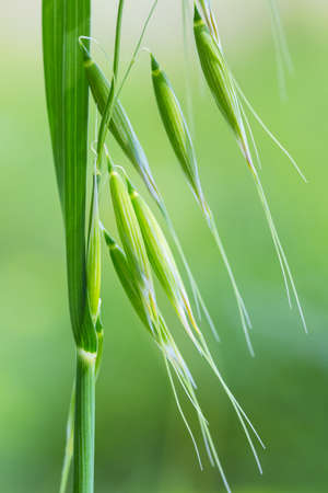wild oat closeup, a weed that attacks crops such as wheat, avena fatuaの写真素材