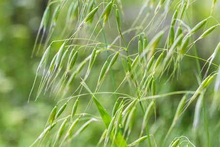 wild oats, common in meadows and pastures
