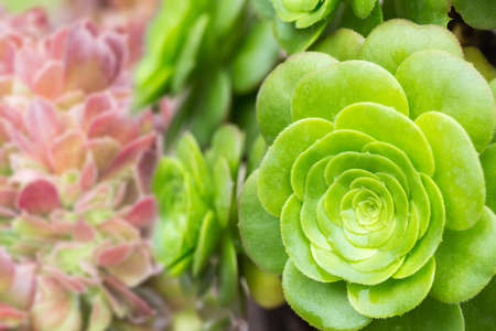beautiful succulent plant background, garden flowers closeupの写真素材