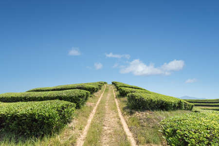 green tea plantation against a blue sky