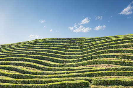 lines of the tea garden against a sunny skyの写真素材