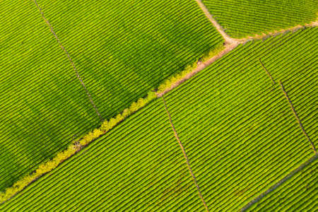 aerial view of tea farm, top view of beautiful tea plantation in springの写真素材