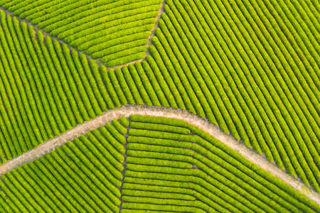 top view of beautiful tea plantation in spring, tea farm backgroundの写真素材