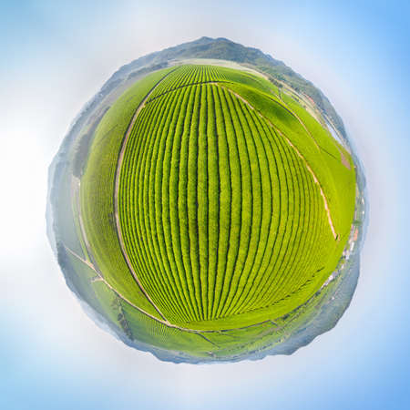 tea plantation landscape, spherical panorama of tea farm in springの写真素材