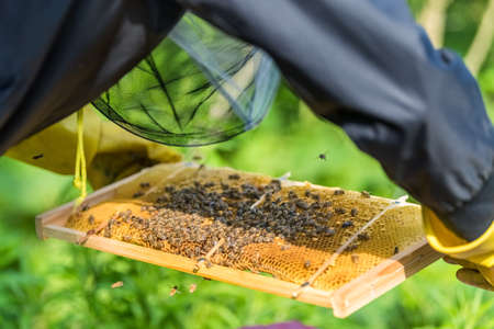 wooden frame with honeycombs on beekeeper's handsの写真素材
