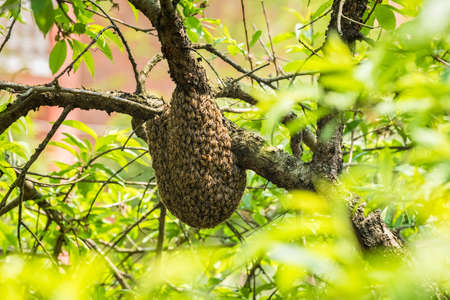 wild beehive on tree in early summerの写真素材