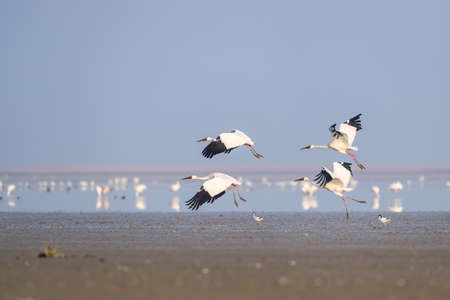 oriental white stork, poyang lake national nature reserve in jiangxi, Chinaの写真素材