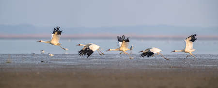 oriental white stork, poyang lake national nature reserve in jiangxi, Chinaの写真素材