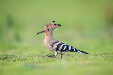 eurasian hoopoe on the grassの写真素材