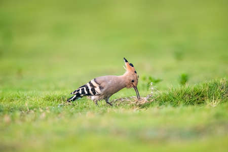 eurasian hoopoe on the grassの写真素材