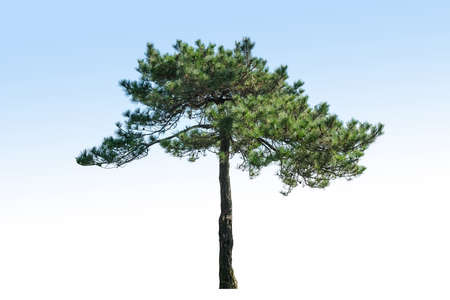 pine tree isolated on blue backgroundの写真素材