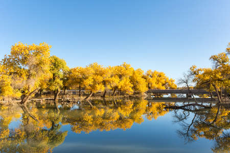 golden euphrates poplar forests in ejina, alxa league, inner mongolia, Chinaの写真素材