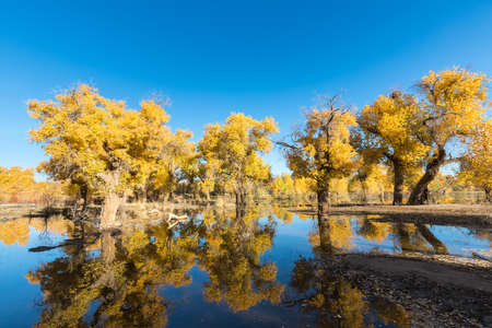 beautiful populus euphratica forest and reflection in the water on a clear autumn day in ejina, alxa league, inner mongolia, Chinaの写真素材