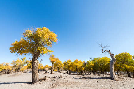 beautiful populus euphratica forest in autumn, strong life, inner mongolia, Chinaの写真素材