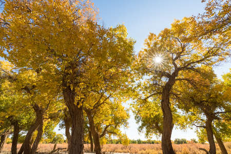 golden populus euphratica forest in ejina, beautiful autumn landscape, inner mongolia, Chinaの写真素材