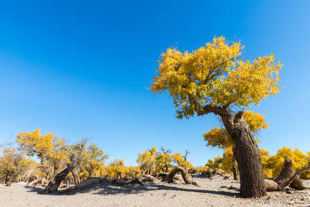 populus diversifolia against a blue sky, ejina, alxa league, inner mongolia, Chinaの写真素材