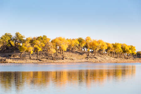 beautiful ejina poplar in autumn, inner mongolia, Chinaの写真素材