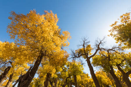 golden populus euphratica forest against a sunny sky in autumn, inner mongolia, Chinaの写真素材