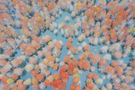 aerial view of the bald cypress forest in the lake, ningguo city, anhui province, Chinaの写真素材