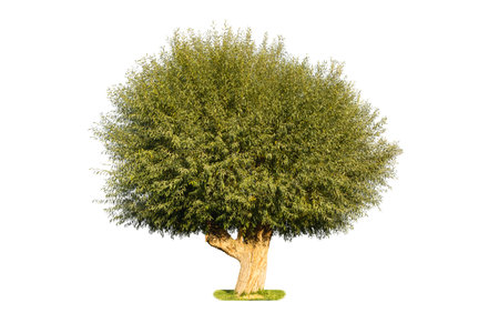 dry land willow isolated on white background, a species of willow native to dry areas of northern Chinaの写真素材