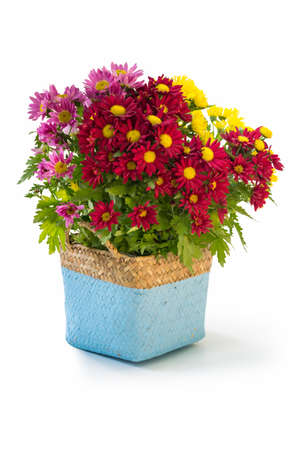 colorful chrysanthemum in flower basket, houseplant isolated on a white backgroundの写真素材