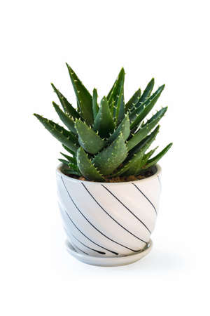 potted green aloe isolated on a white backgroundの写真素材