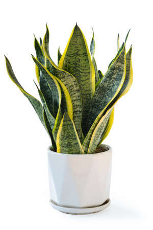 variegated snake plant isolated on white, sansevieria trifasciataの写真素材