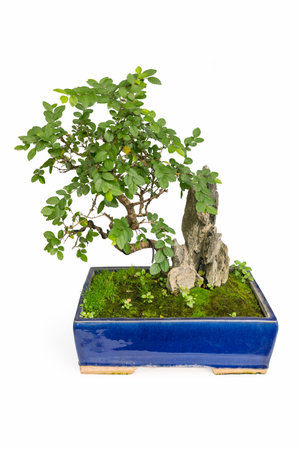 elm bonsai isolated on a white backgroundの写真素材