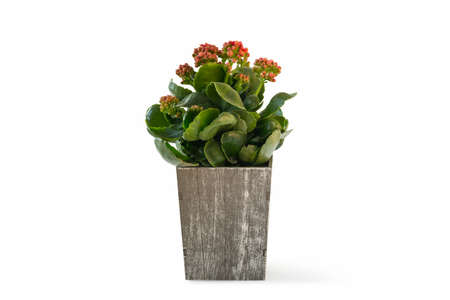 kalanchoe plant in a wooden box isolated on white backgroundの写真素材