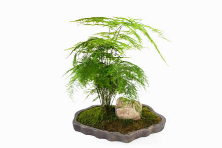 green asparagus fern bonsai isolated on white backgroundの写真素材