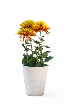potted orange chrysanthemum isolated on a white backgroundの写真素材