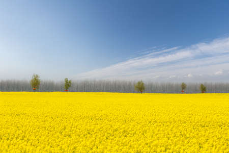 rapeseed flower fields against a blue sky, beautiful natural scenery in springの写真素材