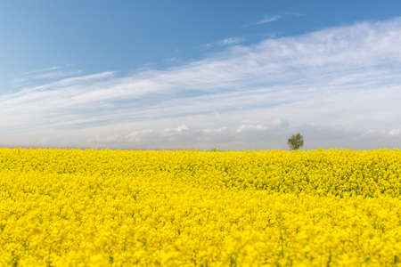 bright spring landscape of rapeseed flower fields with sunny skyの写真素材