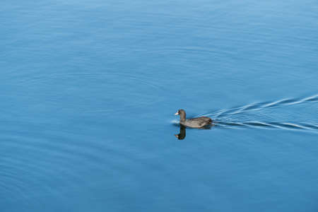 eurasian coot on lake, pure natural backgroundの写真素材