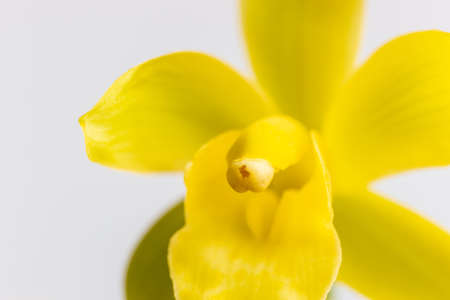 blooming orchid closeup, cymbidium tortisepalum in springの写真素材