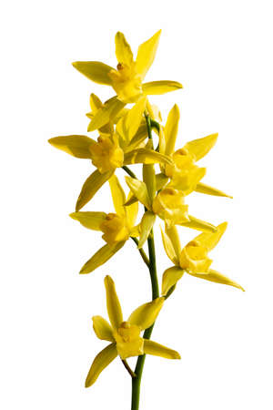 the orchid bloom in spring, cymbidium tortisepalum.の写真素材