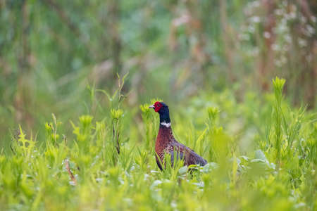 pheasant in the rain, common pheasant, male ring-necked pheasantの写真素材