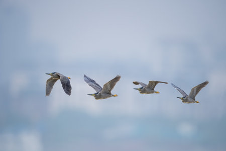 striated heron in flying, green backed heron,butorides striataの写真素材