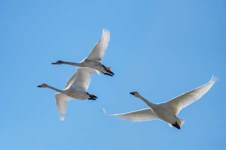 cygnets fly in blue sky, tundra swan cygnus columbianusの写真素材