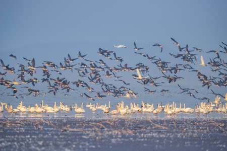 flock of migratory birds scene, jiangxi poyang lake national nature reserve, China.の写真素材